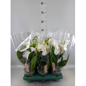 Phalaenopsis  'Spirit White'