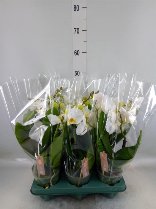 <h4>Phalaenopsis  'Spirit White'</h4>