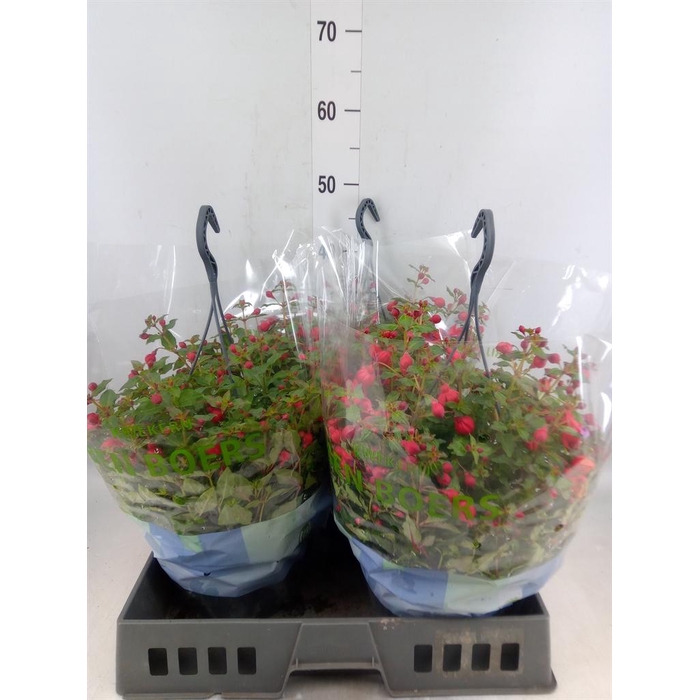 <h4>Fuchsia  'Bella Fuchsia Lydia'</h4>