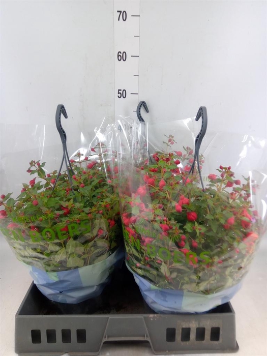 <h4>Fuchsia  'Bella Fuchsia Lydia'</h4>