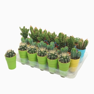 Cactus Gemengd Plastic Ompot