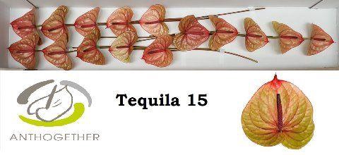 <h4>ANTH A TEQUILA 15</h4>