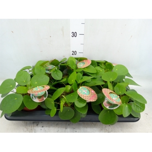 Pilea peperomoides