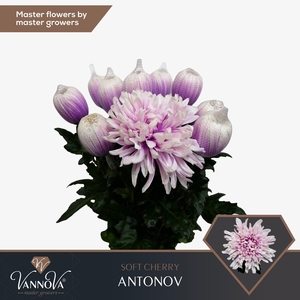 Chr G Antonov Soft Cherry