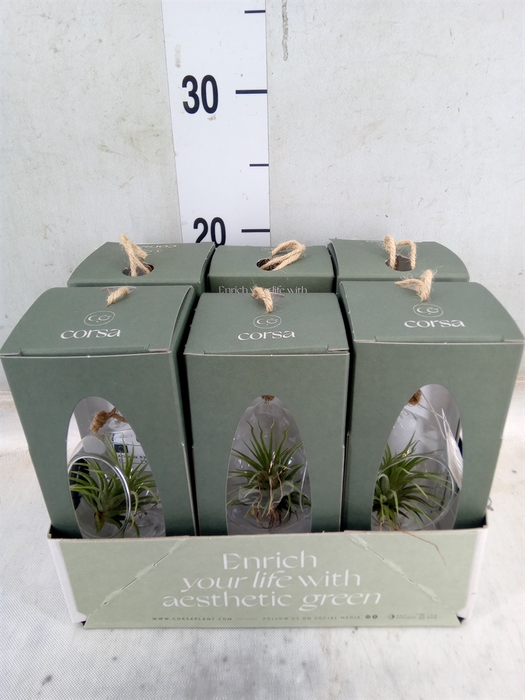 <h4>Arr.  Tillandsia L%</h4>