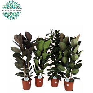 Ficus mix 3-4 soorten mix p24