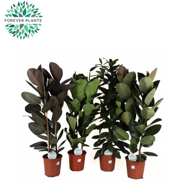 <h4>Ficus mix 3-4 soorten mix p24</h4>