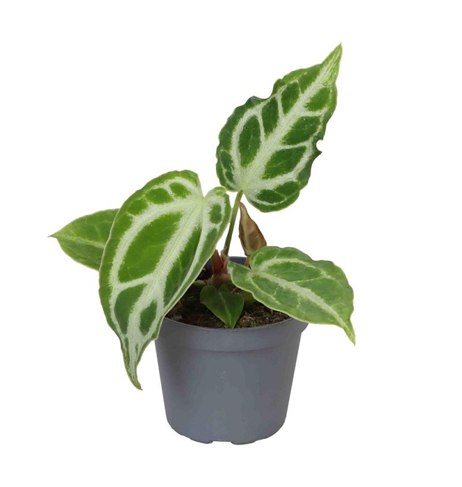 <h4>ANTHURIUM CLARINERVIUM P6 CRYSTA HOPE</h4>