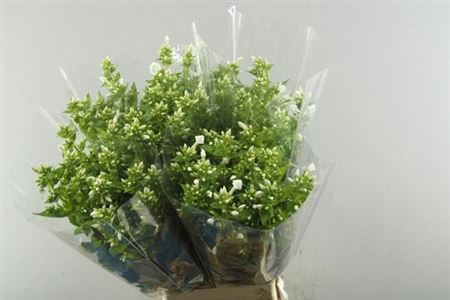 <h4>Phlox P Snowy</h4>