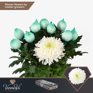 Chrysanten Chr G Magnum