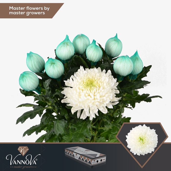 <h4>Chrysanten Chr G Magnum</h4>