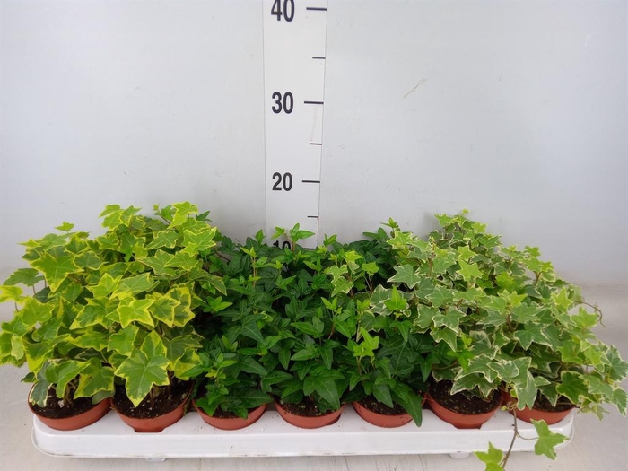 <h4>Hedera   ...mix</h4>