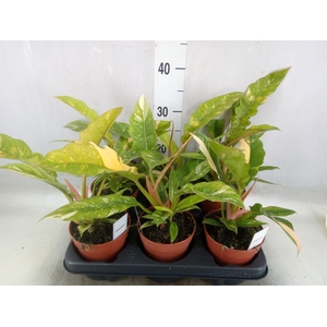 Philodendron   ...