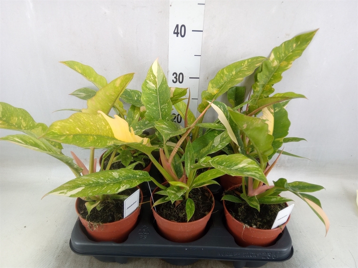 <h4>Philodendron   ...</h4>
