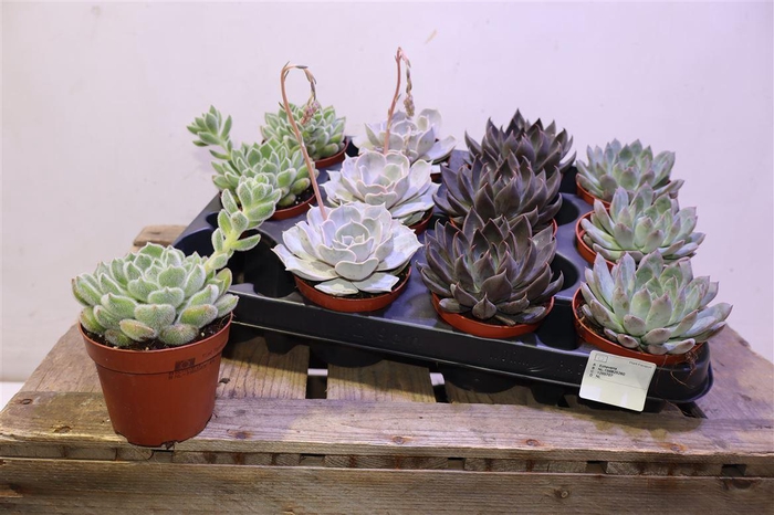 <h4>Echev Gem Op Rij</h4>