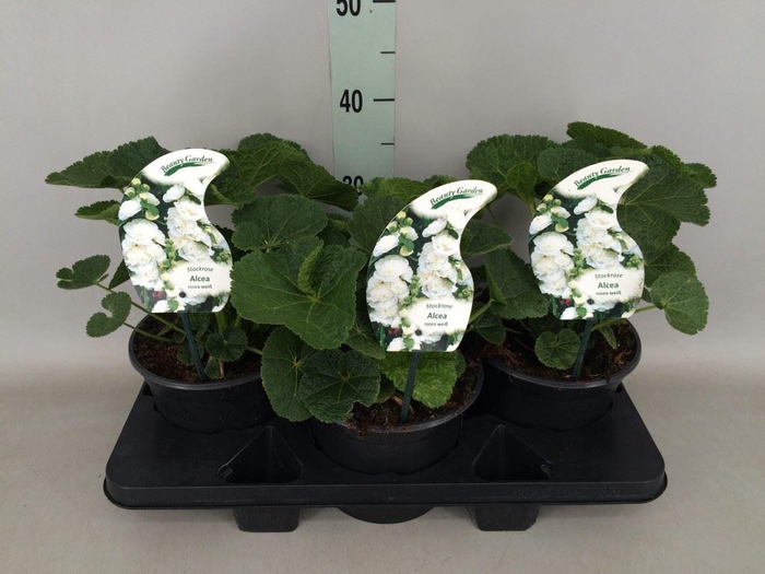 <h4>Alcea rosea 'SpringCel White'</h4>