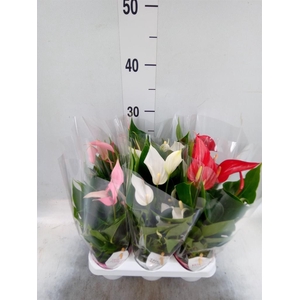 Anthurium ...mix