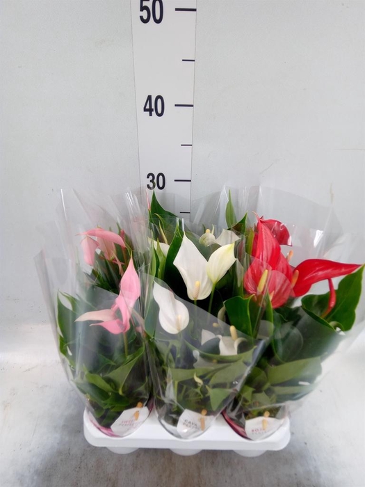 <h4>Anthurium   ...mix</h4>