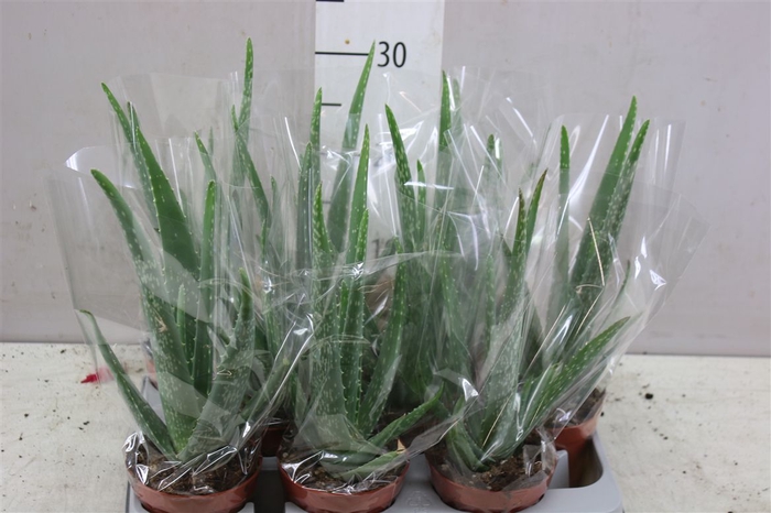 <h4>Aloe Vera</h4>