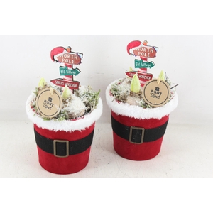 arr4 Hyacint PL - Santa pot