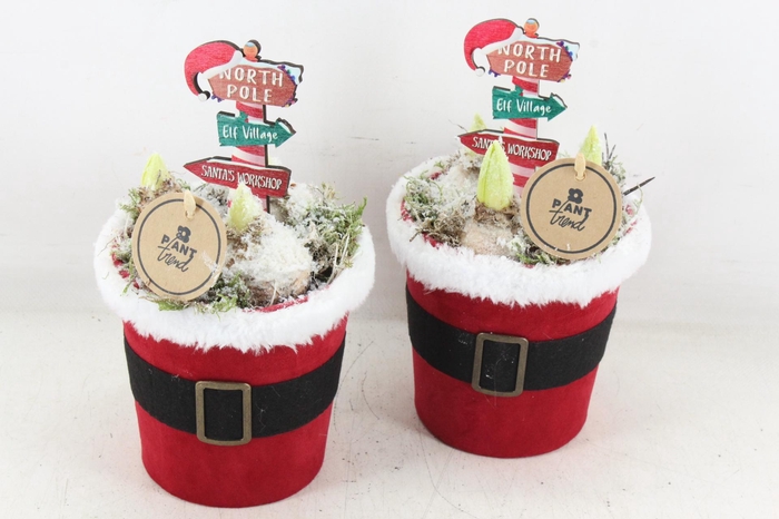 <h4>arr4 Hyacint PL - Santa pot</h4>