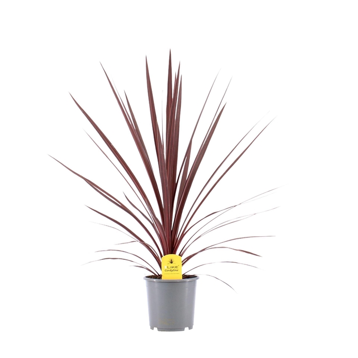 <h4>Cordyline austr. 'Red Star'</h4>