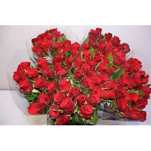 R Gr Red Torch