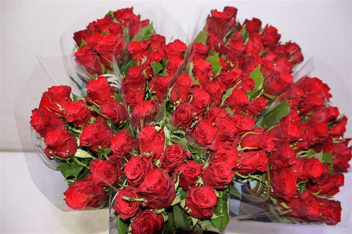 <h4>R Gr Red Torch</h4>