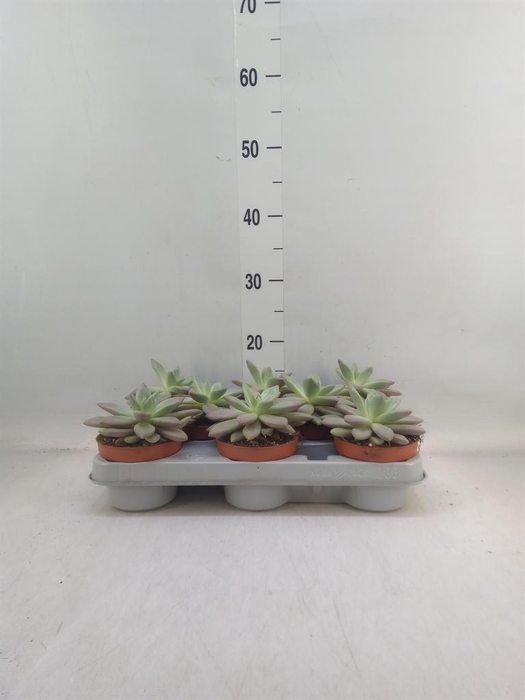 <h4>Echeveria cuspidata</h4>