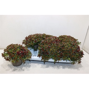 Sedum Spu Spot D Ros
