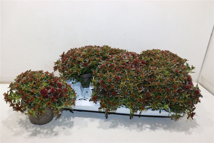 <h4>Sedum Spu Spot D Ros</h4>