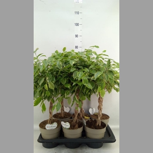 Ficus benja. 'Golden King'