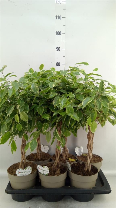 <h4>Ficus benja. 'Golden King'</h4>