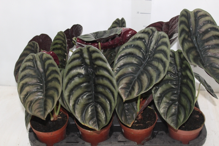 <h4>ALOCASIA CUPREA P12</h4>