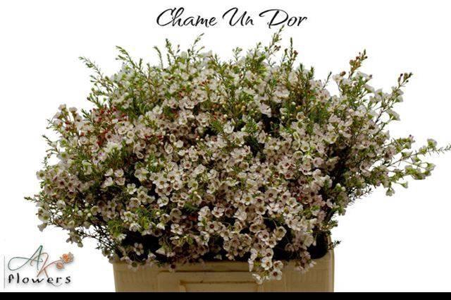 <h4>CHAME UN DOR</h4>