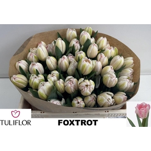 TU DU FOXTROT