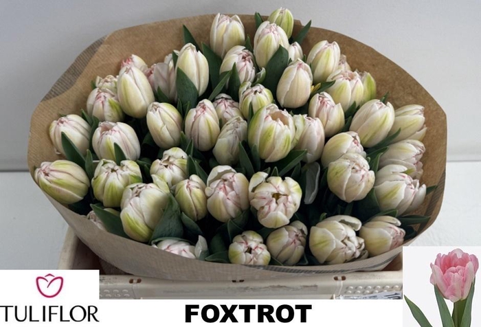 <h4>TU DU FOXTROT</h4>