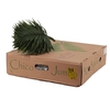 CHICO JUMBO BROWN BOX