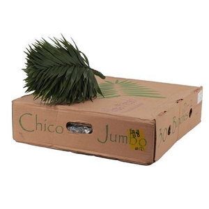 CHICO JUMBO