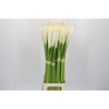 Zantedeschia Eydolls White