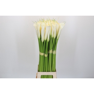 Zantedeschia Eydolls White