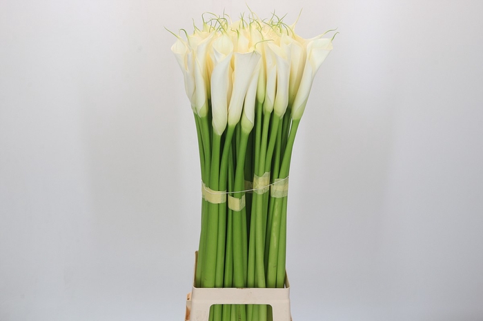 <h4>Zantedeschia Eydolls White</h4>