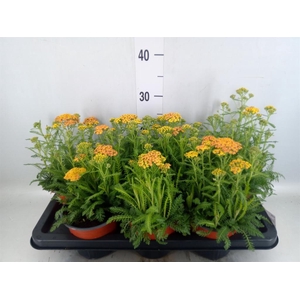 Achillea   ...