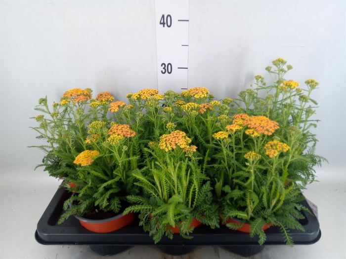 <h4>Achillea   ...</h4>