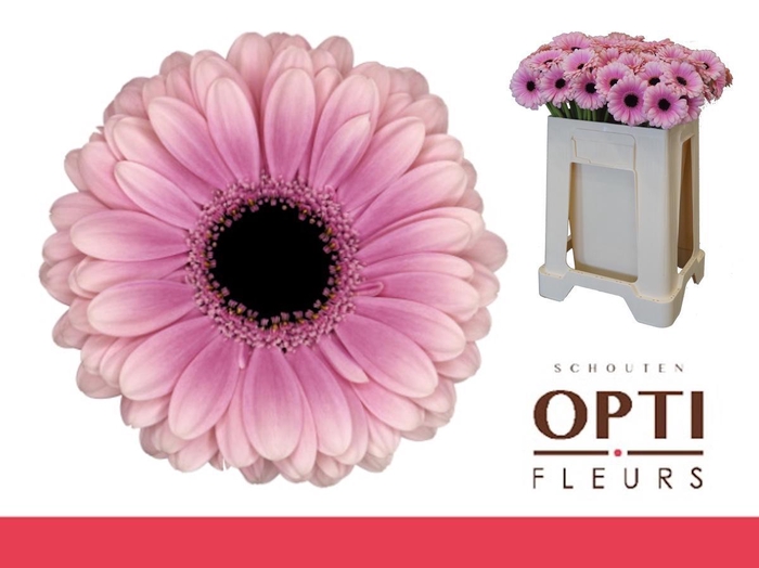 <h4>Germini Esmee Water</h4>