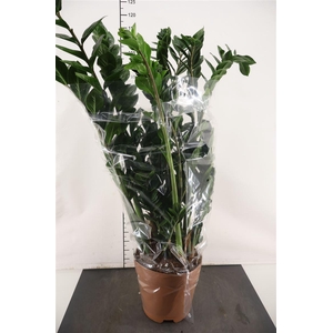 Zamioculcas 27 Cm. P. Zamiifolia 8 Veren