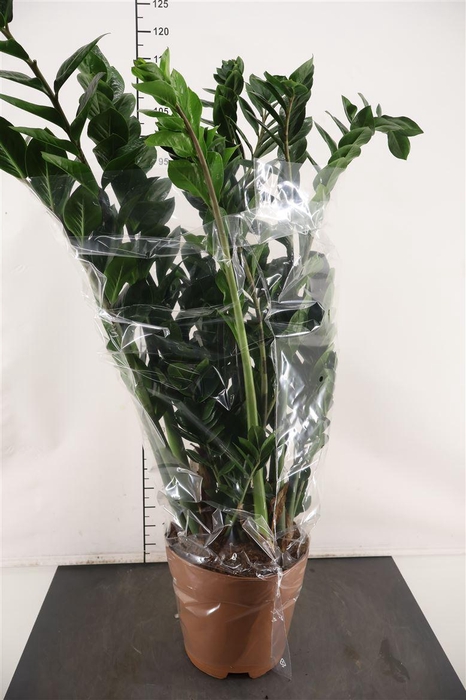 <h4>Zamioculcas 27 Cm. P. Zamiifolia 8 Veren</h4>