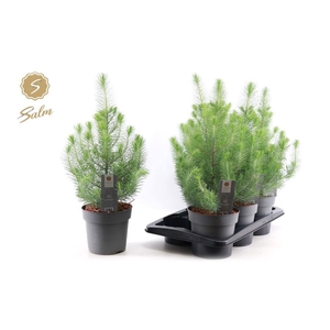 PINUS SILVER CREST