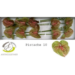 Anthurium andr. 'Pistache'