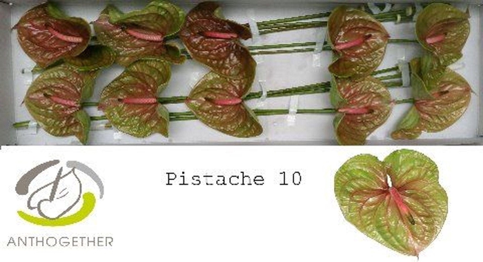 <h4>Anthurium andr. 'Pistache'</h4>